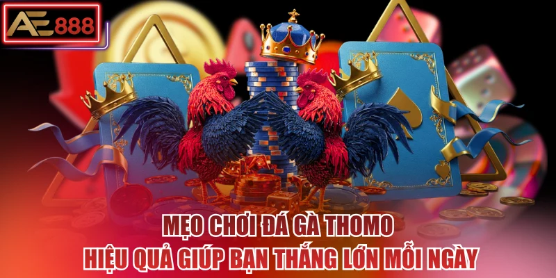 Mẹo Chơi Đá Gà Thomo Hiệu Quả Giúp Bạn Thắng Lớn Mỗi Ngày